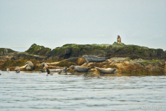 Seals and Eagle copy