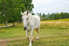 White Horse NB2 copy