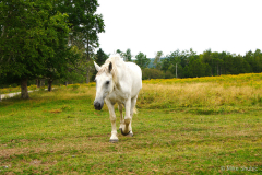 White Horse in NB copy