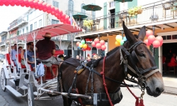 IMG_6427_1 IMG_6427_1
