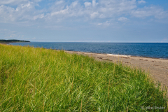 Beach grass copy