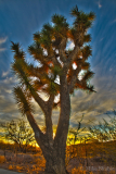 Cacti-sunset copy Cacti-sunset copy