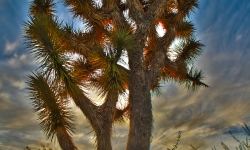 Cacti-sunset copy Cacti-sunset copy