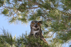 Crazed-Owl Crazed-Owl
