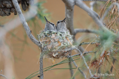 baby-humming-birds