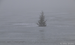 Chirstmas tree on frozen Gulf of Bothnia