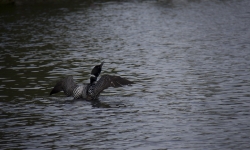 Rare bird on Saranac Lake