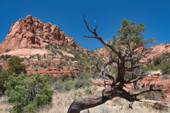 Dead-tree-2-in-Sedona Dead-tree-2-in-Sedona