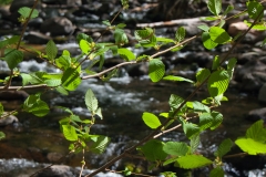 Oak-Creek-with-leaves