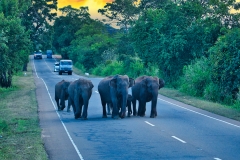 Elephants-in-the-road-Sri-Lanka