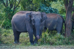 Elephants-on-Sri-Lanka-Safari-in-color