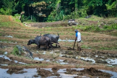 Farmer-plowing-with-water-buffalo