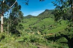 Hillside-tea-fileds-in-Sri-Lanka