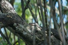 Lizard-in-Sri-Lanka