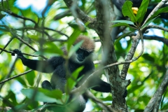 Monkey-in-Bentota