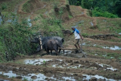 Ox-Farmer