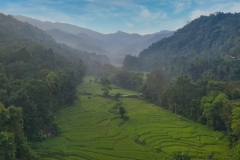 Rice-field-with-low-fog