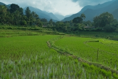 Rice-fields-and-mountains-vertical