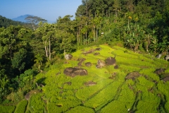 Rice-fields-with-boulders-in-Sri-Lanka