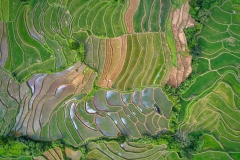 Rice-terraces-in-Sri-Lanka