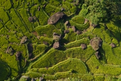 Tea-fields-with-boulders