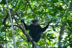 Wild-monkey-in-tree