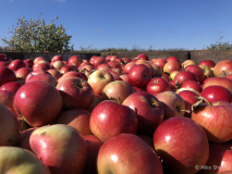 Traverse City apples close-up