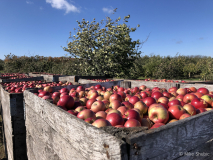 Apple orchard in Traverse City