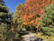 Autumn trees in Traverse City