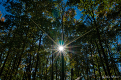 sun starburst in forest Traverse City