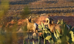Valley of Fire big horn sheep Valley of Fire big horn sheep