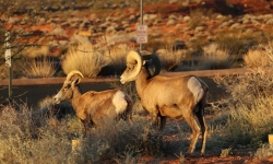 Big Horn Sheep at Valley of Fire Big Horn Sheep at Valley of Fire