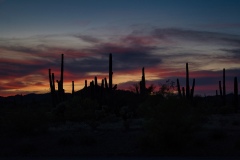 1_Desert-Cacti-at-Sunset-in-Wickenburg