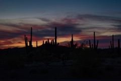 1_Desert-Cacti-at-Sunset-in-Wickenburg 1_Desert-Cacti-at-Sunset-in-Wickenburg