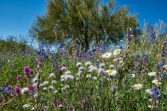 AZ-Wildflowers-on-Thompson-Peak