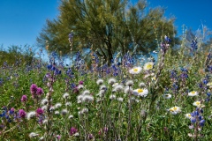 AZ-Wildflowers-on-Thompson-Peak AZ-Wildflowers-on-Thompson-Peak