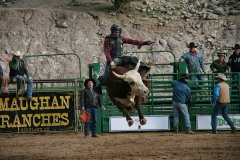 Bull-riding-at-Wickenburg-Rodeo