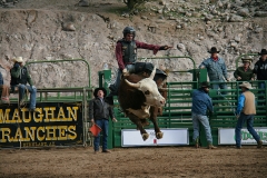 Bull-riding-at-Wickenburg-Rodeo Bull-riding-at-Wickenburg-Rodeo