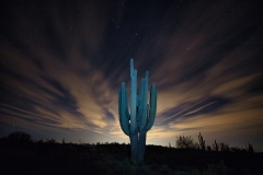 Cacti-at-night-223 Cacti-at-night-223