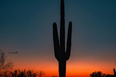 Cactus-at-sunset