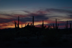 Desert-Cacti-at-Sunset-in-Wickenburg