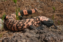 Gila-Monser-with-tongue-out-by-Mike-Shubic Gila-Monser-with-tongue-out-by-Mike-Shubic