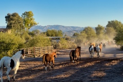 Horses-Running-to-the-Stables-in-the-morning-by-Mike-Shubic