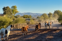 Horses-Running-to-the-Stables-in-the-morning-by-Mike-Shubic Horses-Running-to-the-Stables-in-the-morning-by-Mike-Shubic