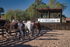 Horses-being-groomed-by-Mike-Shubic