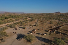 Horses in pasture