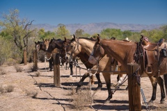 Horses-tied-up