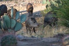 Javalina-5-©Mike-Shubic