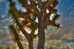 Joshua-Tree-at-sunset-in-Wickenburg