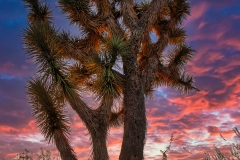 Joshua-Tree-in-Wickenburg-with-pink-sky